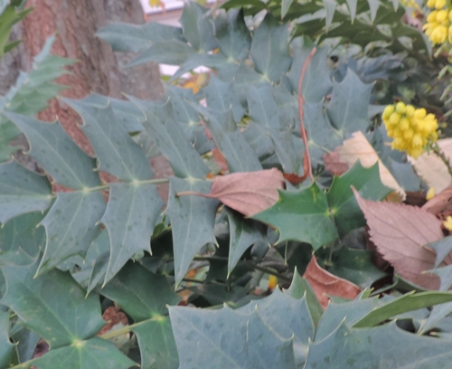 Mahonia sp (Berberidaceae)  orig. Cina